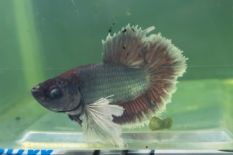 betta with cloudy eye