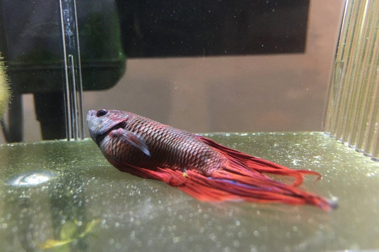 Betta fish sick best sale