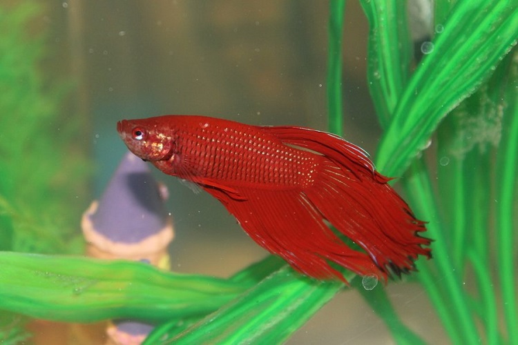 red betta with white spot