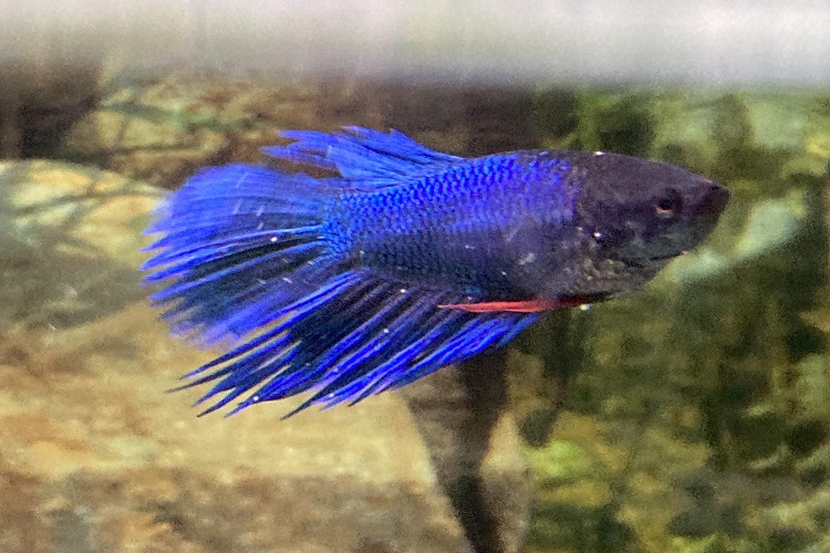 Newbie fish keeper - betta has ich, Freshwater Fish Disease and Health  Forum