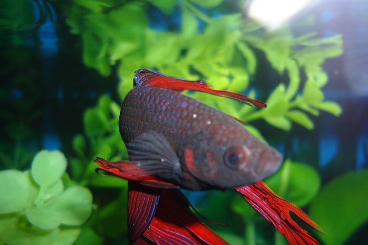 what causes white spots on betta fish