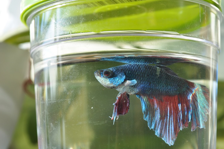 Treatmet of ich on betta fish