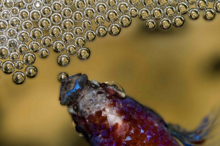 Safety of bubble nest for betta's