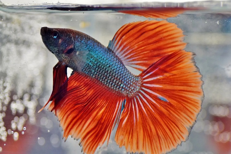 Newbie fish keeper - betta has ich