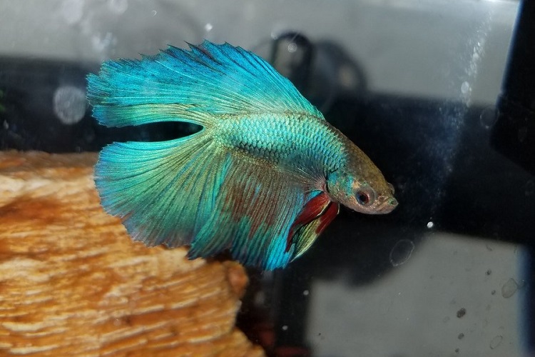 Betta Fish Velvet Disease: Symptoms, Treatment & Prevention