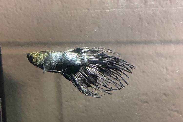 First signs of velvet disease in betta