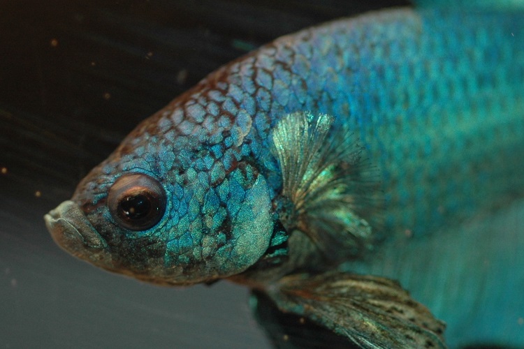 betta fish infected with velvet disease parasite