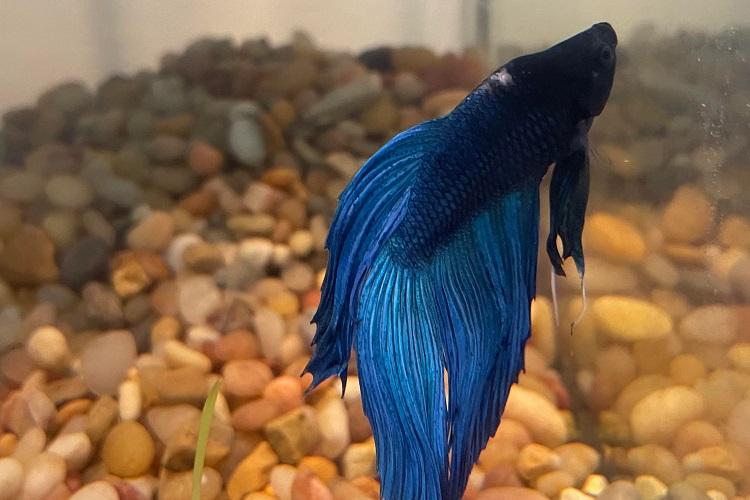 Symptoms of ich in betta fish