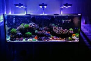 Image showcasing 12 Best Saltwater Fish for Beginners - FishLab.com