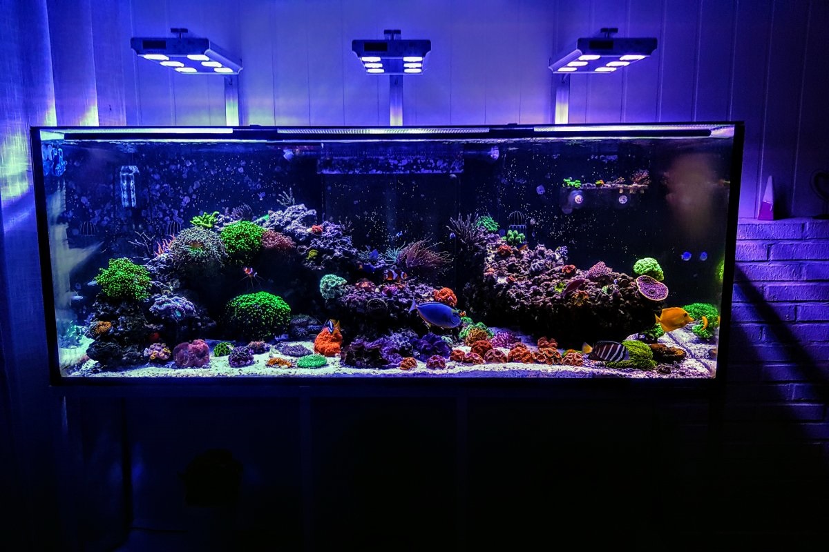 Saltwater reef tank