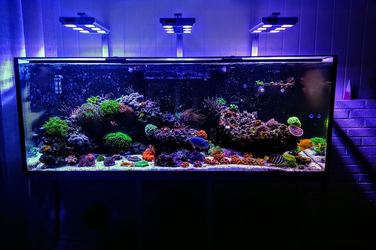 Best fish for outlet reef tank