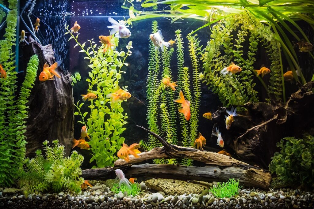 What Temperature Should My Cold Water Fish Tank Be