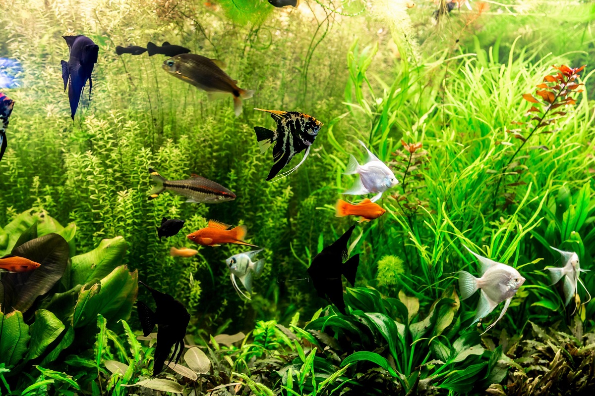 tropical aquarium fish list