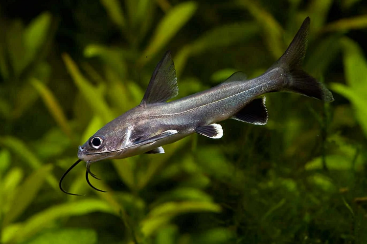 Sharks - Black Shark (Labeo Chrysophekadion ) 5-7cm - Aquarium Central