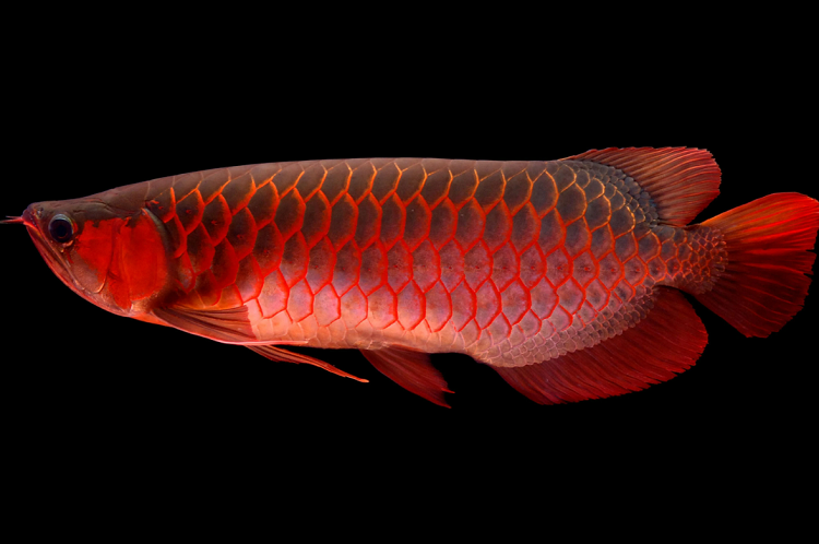 Arowana (Osteoglossinae)