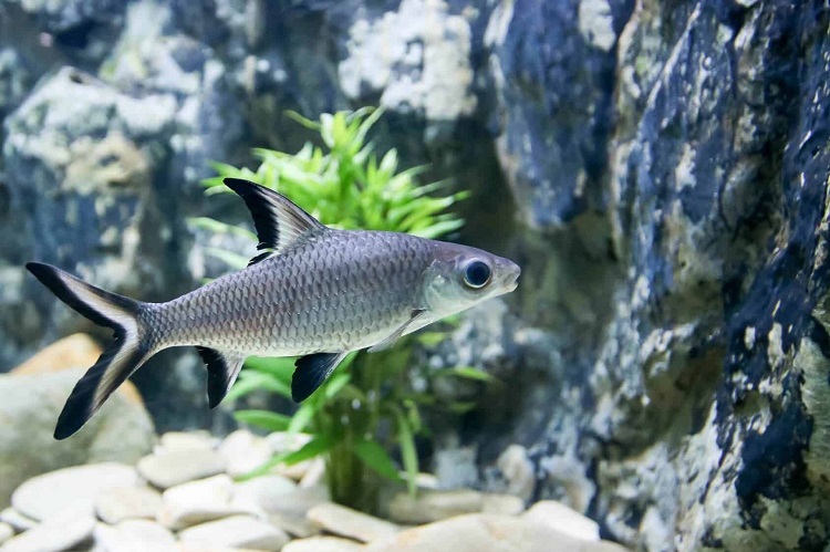 Bala Shark (Balantiocheilos melanopterus)