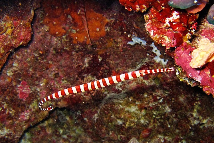 Candy Pipefish