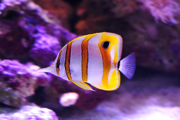 CopperBand Butterfly Fish