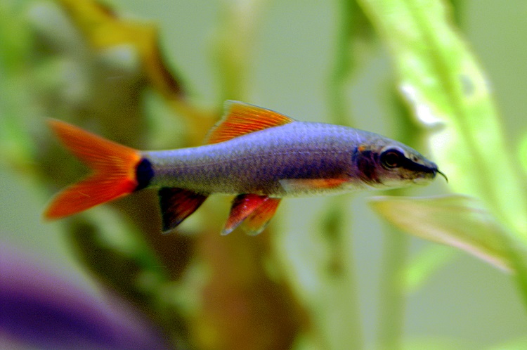 Rainbow Shark (Epalzeorhynchos frenatum) 