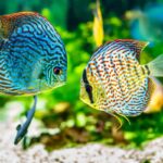 8 Exotic Freshwater Fish To Keep At Home