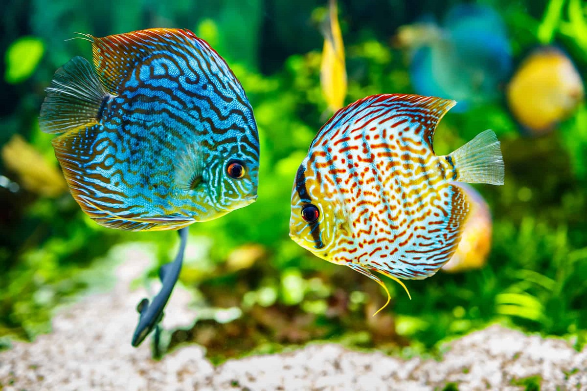8 Exotic Freshwater Fish To Keep At Home