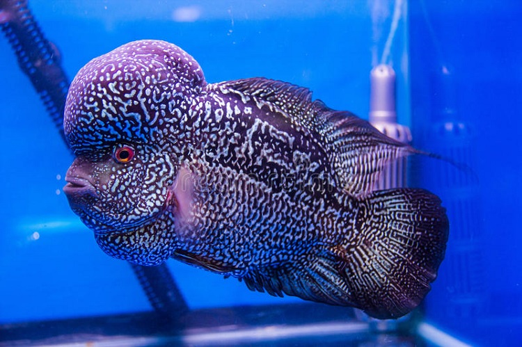 Flowerhorn Cichlid (Amphilophus Hybrid)