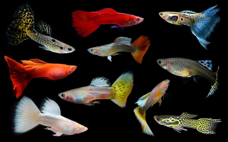 Difference Between Male and Female Guppies 