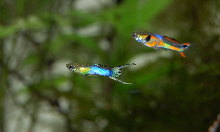 Can You Mix Different Types of Guppies in a Tank?