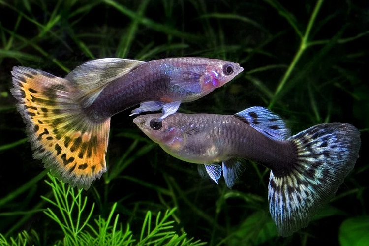 Interesting Facts About the Guppy Fish 