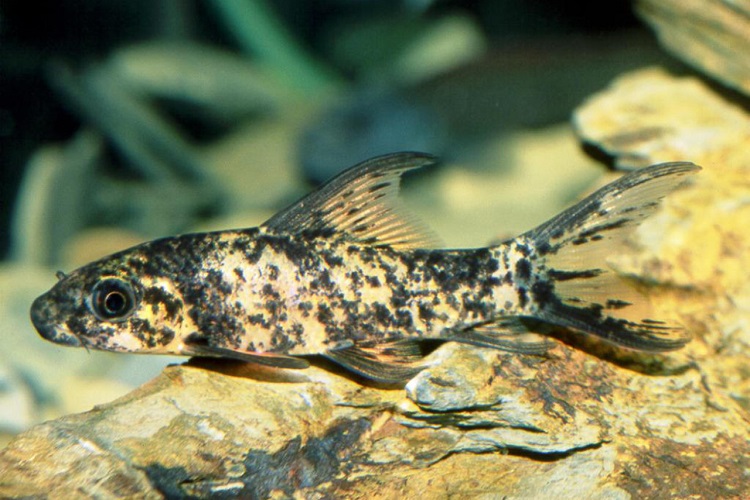 Harlequin Shark (Labeo cyclorhynchus)