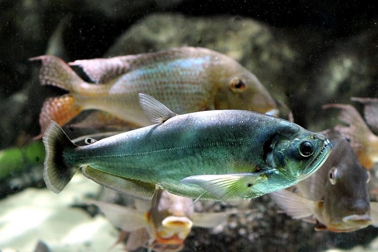 Vampire Tetra (Hydrolycus Scomberoides)