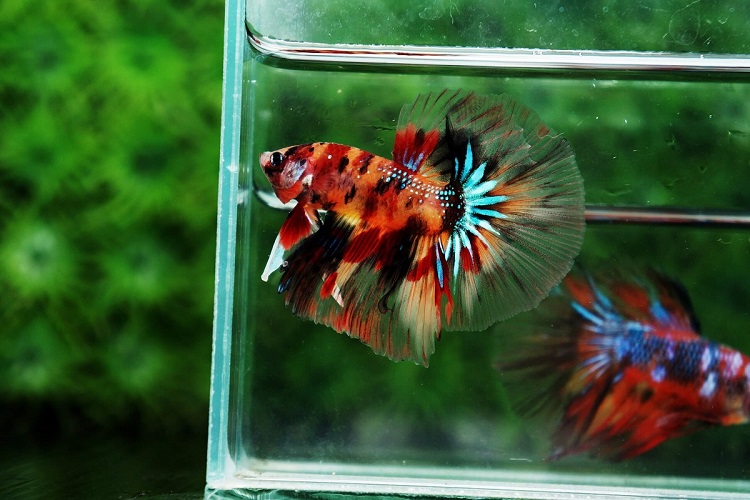 Koi Bettas (Betta Splendens)