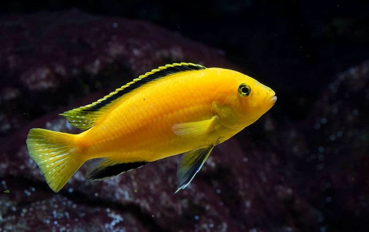 African Cichlids (Labidochromis Caeruleus)