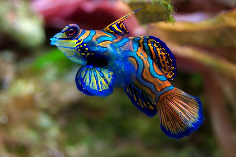 Mandarin Dragonet