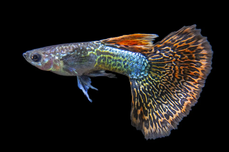 Live Guppies For Sale – Multiple Varieties: Albino Red Lace, Ginga Rubra, Cobra Gold