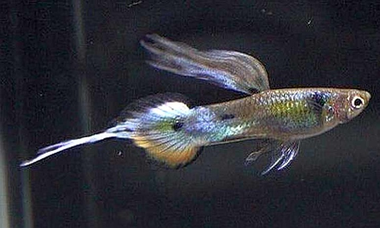 Pintail/Needle Tail Guppy