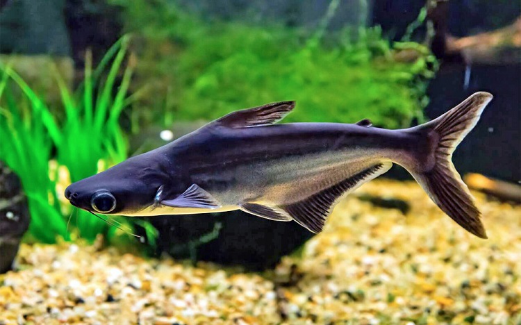 Iridescent Shark (Pangasianodon hypophthalmus)