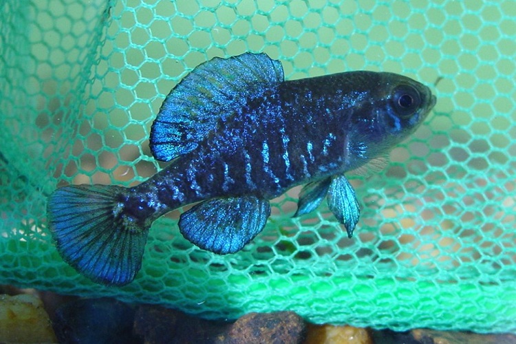 Pygmy Sunfish