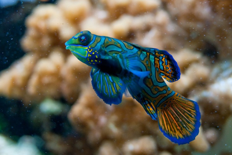 Mandarin Fish