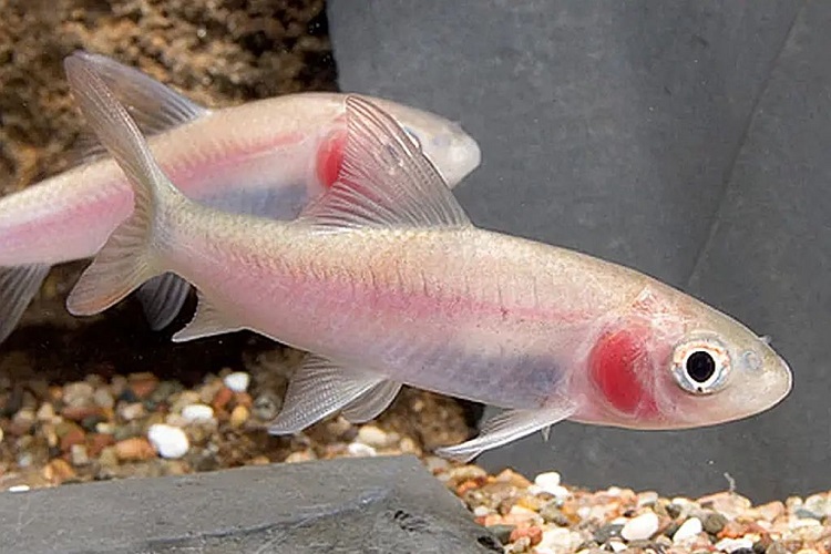 Violet Blushing Shark (Cyprinus boga) 