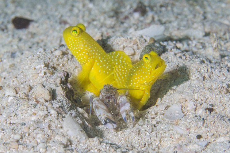 Yellow Watchman Goby