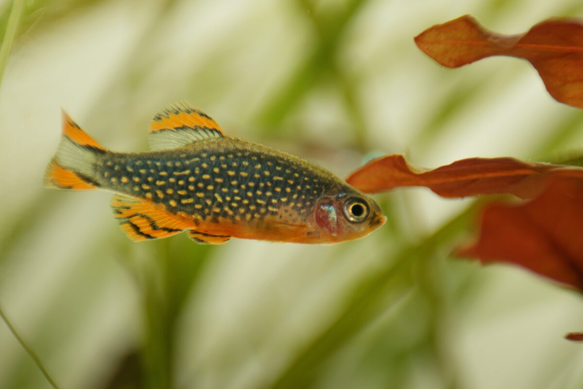 Danio margaritatus Freshwater fish, celestial