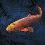 Popular fish that start with Z