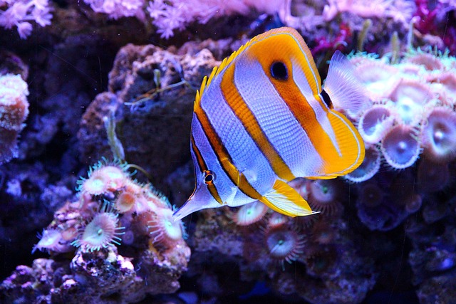 butterfly fish 3475887 640