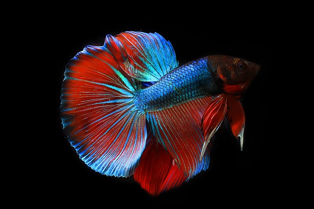 23 Colorful Freshwater Fish For Every Fish Tank - FishLab