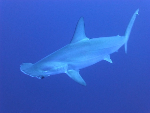 sharks 266014 640