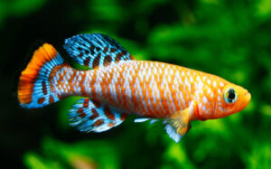 75+ Popular Fish Starting With K | FishLab