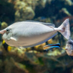 Popular Fish That Start With W