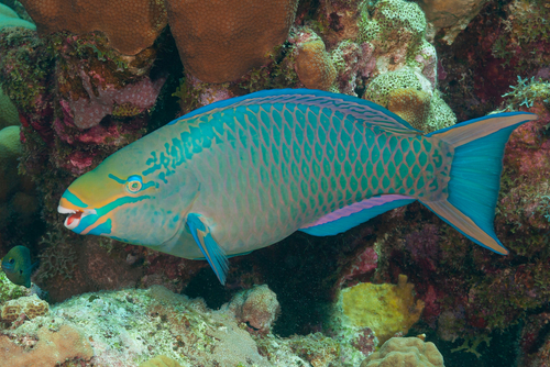 Queen Parrotfish Blownose,Blue,Chub,Blue,Parrotfish