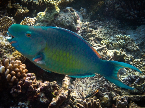 Bicolour Parrotfish - Ember Parrotfish